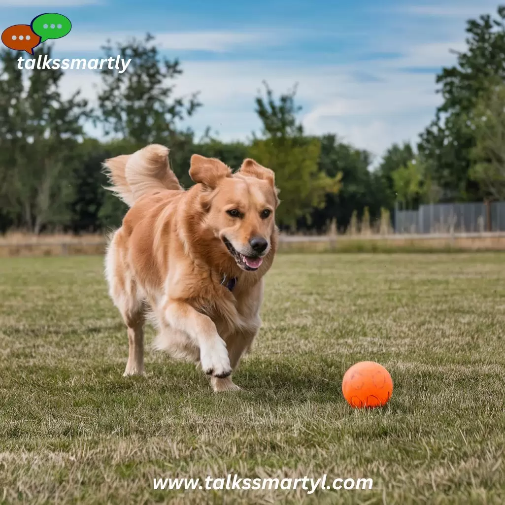 A dog chases a ball.