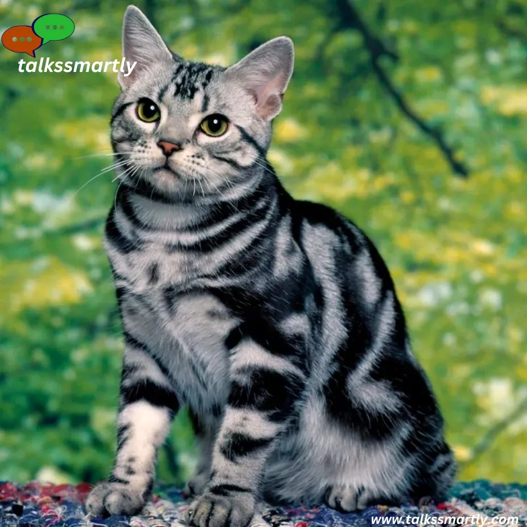 American Shorthair