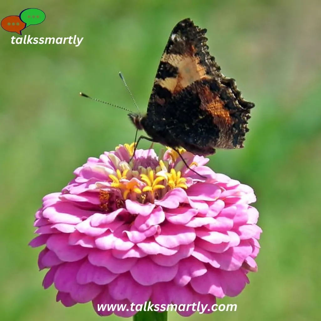 Flowers improve biodiversity