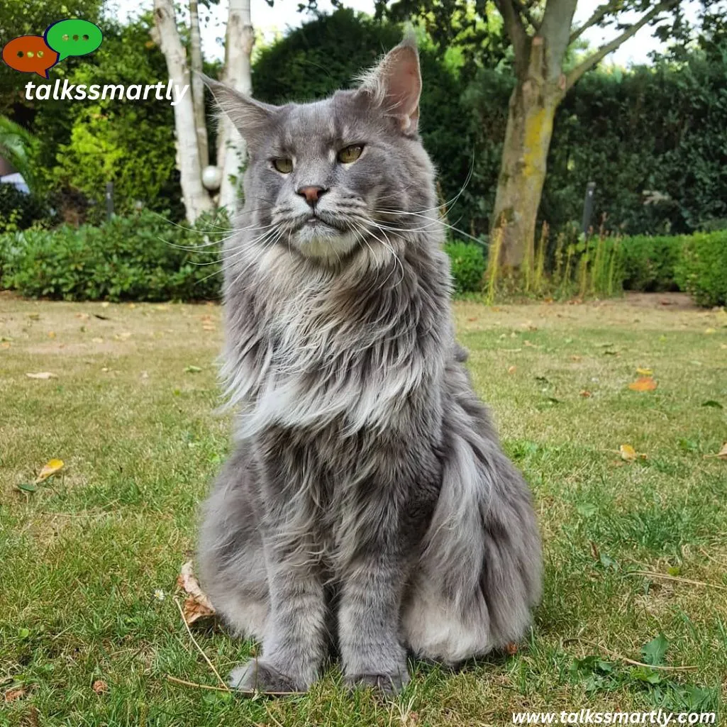  Maine Coon