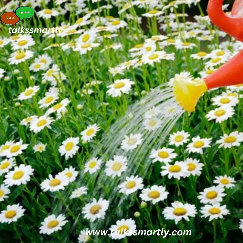 need to water the daisies