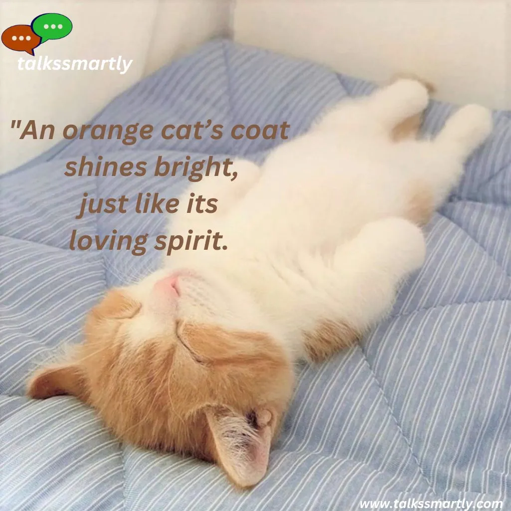 orange cat’s coat shines bright