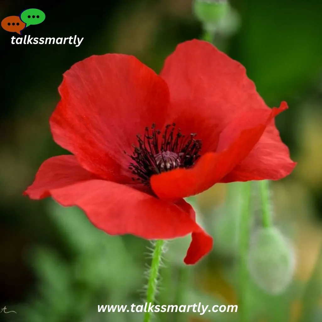 Poppies are symbols 