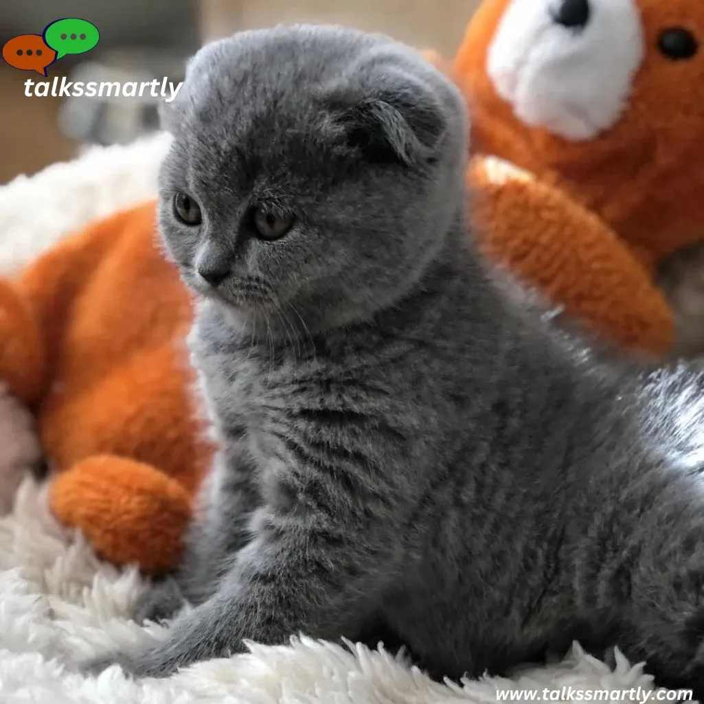  Scottish Fold