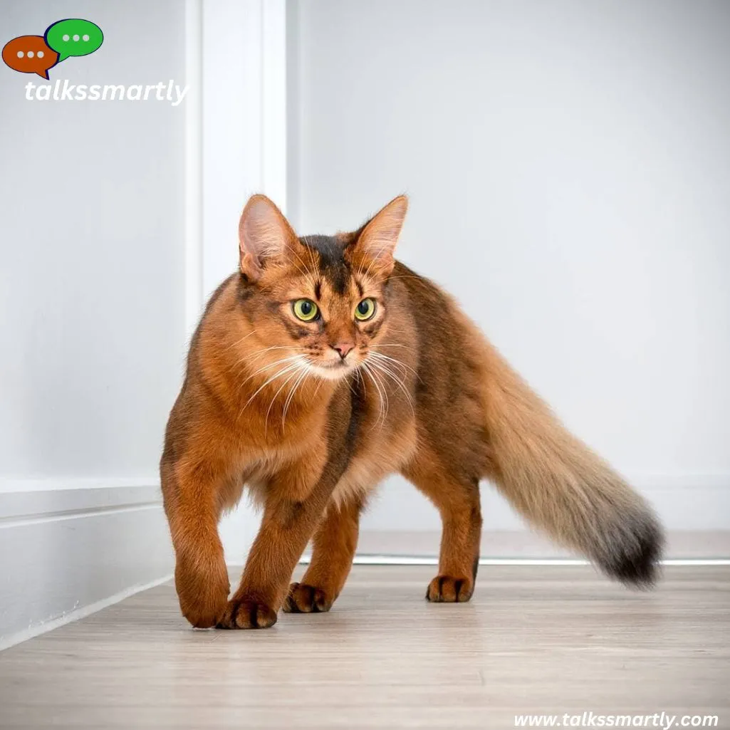 Somali Cat